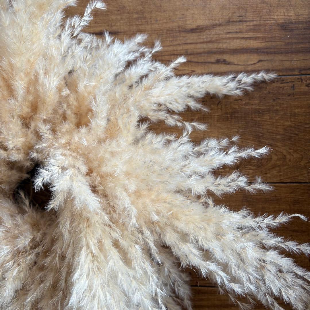 パンパスグラス フライングリース 33～37cm ＊ ホワイトフェザー リース