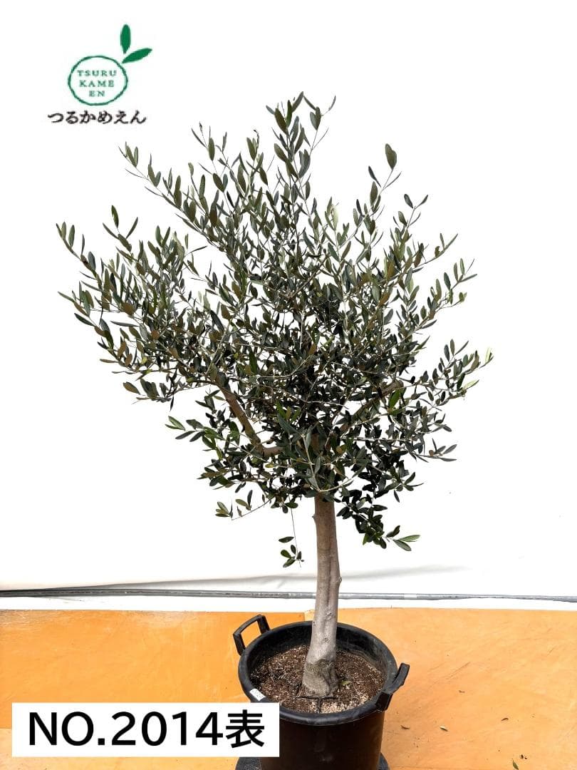 オリーブの木　ルッカ　約160cm　NO.2014　大型　人気品種　現品掲載