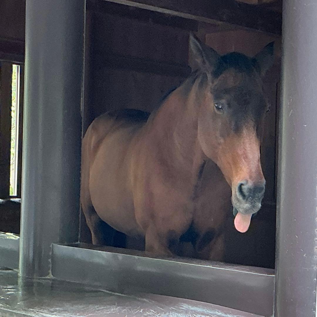 糸魚川翡翠　金山谷　勾玉　1点のみ‼︎