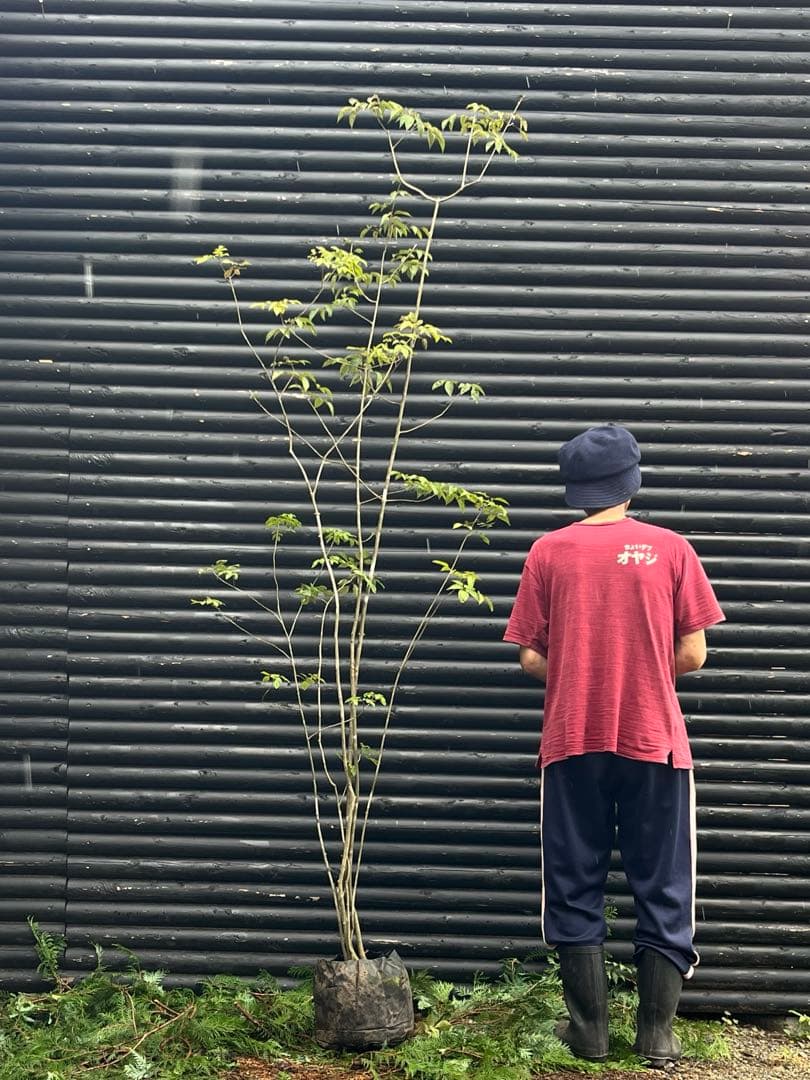 山採り天然　アオダモ　６本株立　50