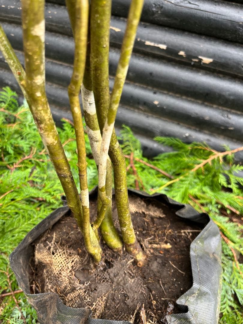 山採り天然　アオダモ　６本株立　50