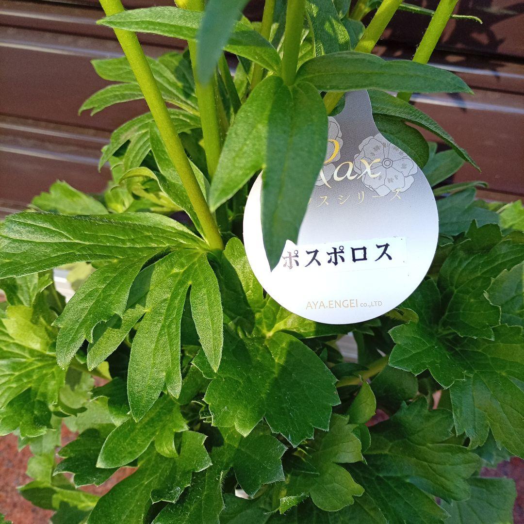 希少品種ラナンキュラスラックス ポスポロス 鉢花5号　60ｃｍ　現物発送