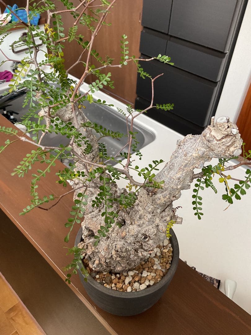 オペルクリカリアパキプス　パキプス発根済　ボコ肌　イシツブテ型　みやび鉢