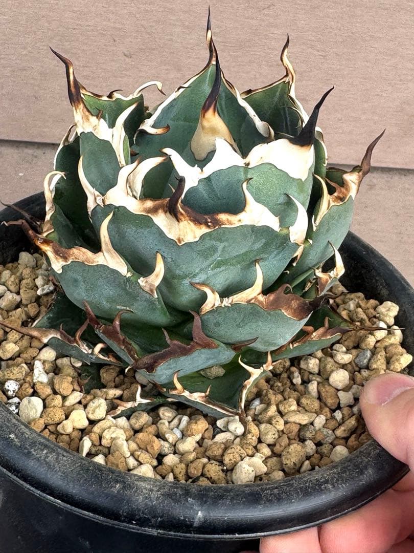 【限定値下げ】アガベ　チタノタ　ハデス　親株