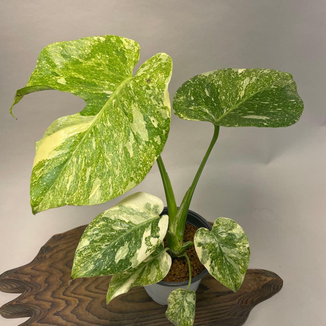 a*a様 A15 モンステラ　デリシオーサ　レガシー　斑入り