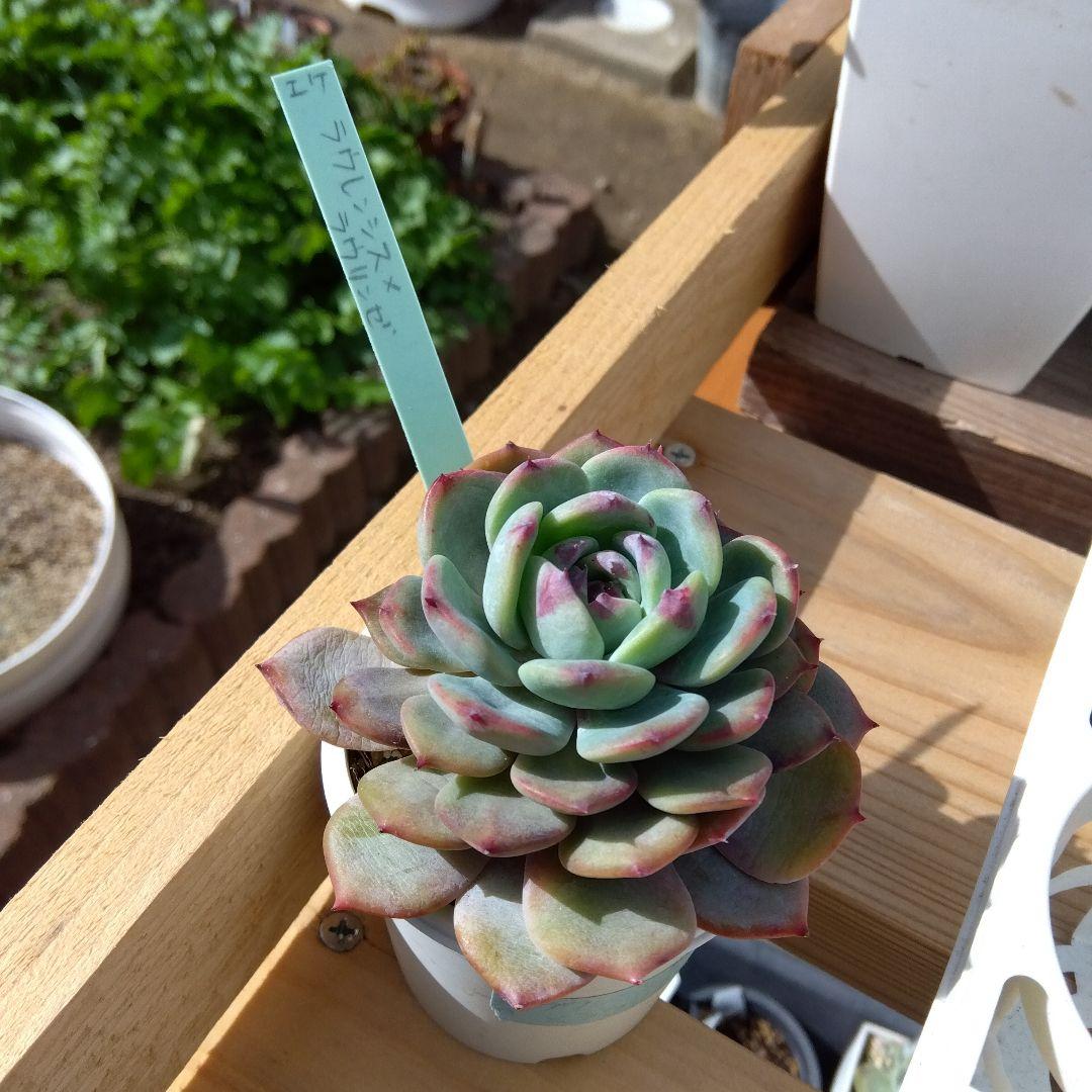 エケベリ屋 ❇️ラウレンシス×ラウリンゼ❇️多肉 つぶー エケベリア