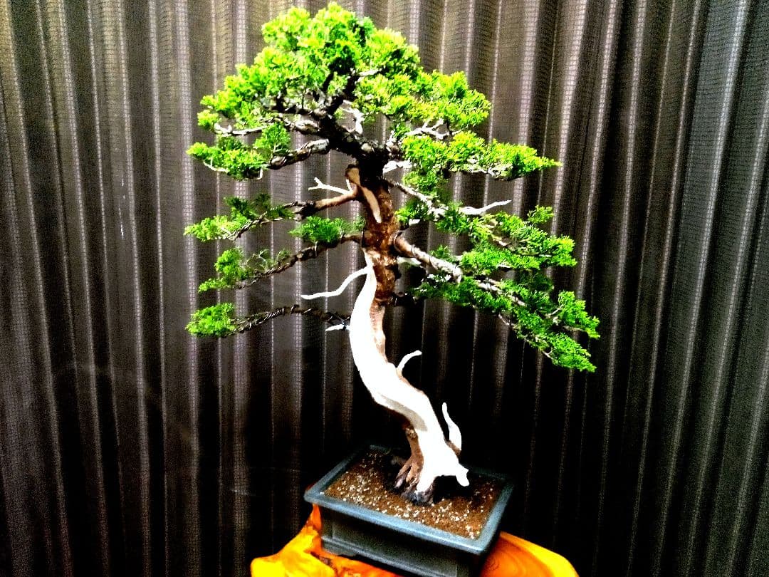 【大品　糸魚川真柏盆栽】　　　　　⭕ふく様、専用❗