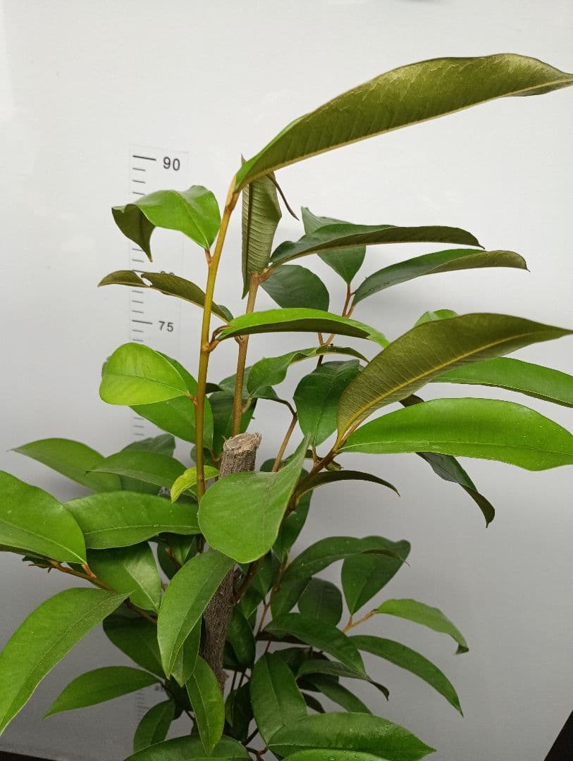 【希少】スターアップル　特大苗　実生苗　熱帯果樹