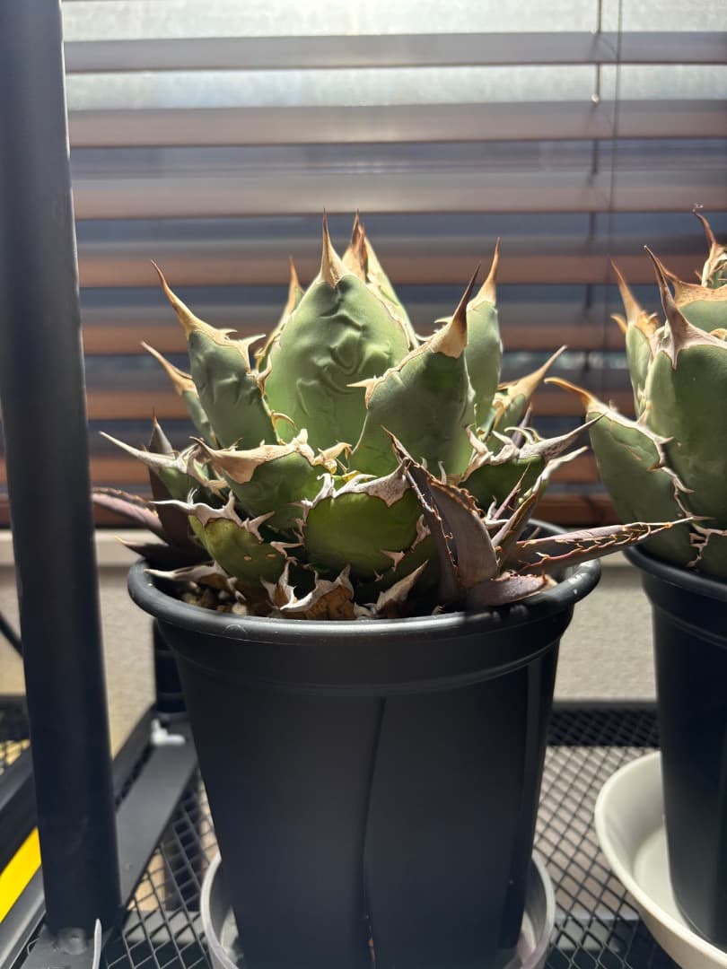 アガベ オテロイ（親株＋子株3）