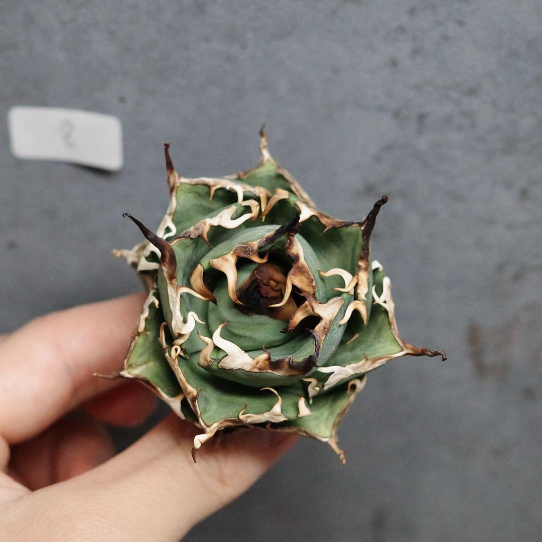 アガベ　チタノタ　オテロイ　ハデス　超コンパクト　極上株　8