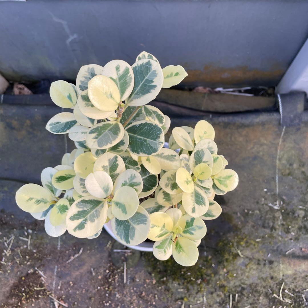 パンダガジュマル　斑入り　白葉　接木　6号サイズ