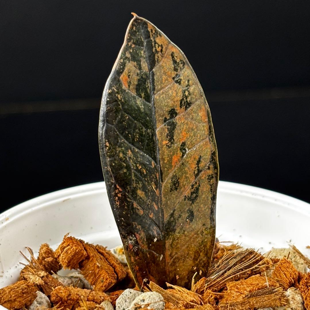 【1957117】ザミオクルカス ピンク斑入り