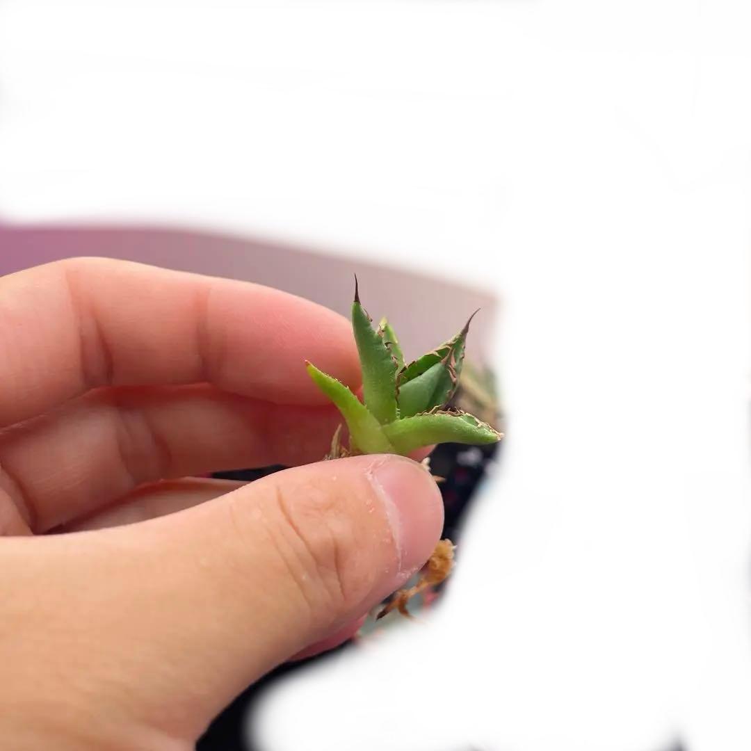 か*願様 アガベ　ホリダ実生選抜　子株