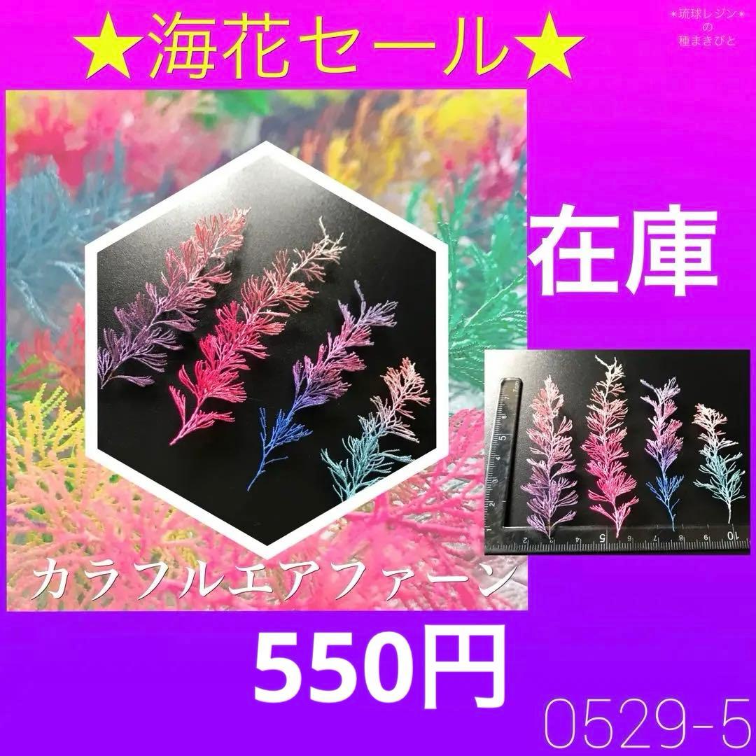 琉球*海花セール　カラフル エアファーン　0529-1