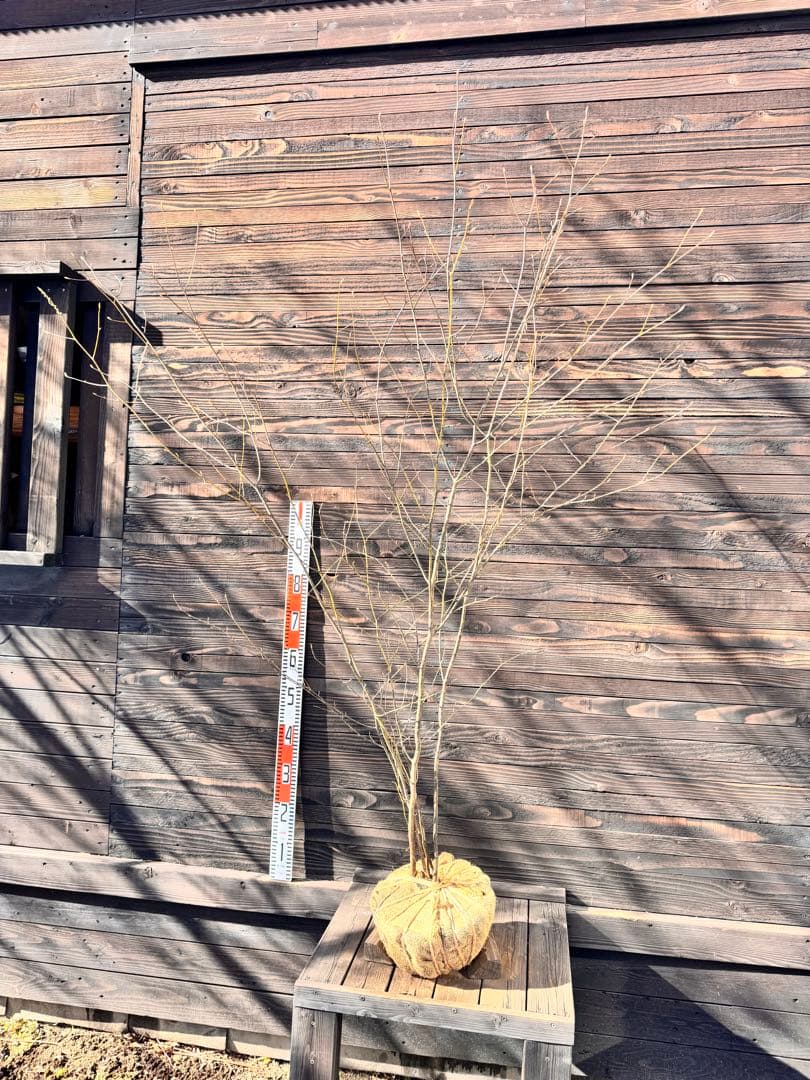 クロモジ/大株立ち《山採り/天然株》【現品発送】管理70962