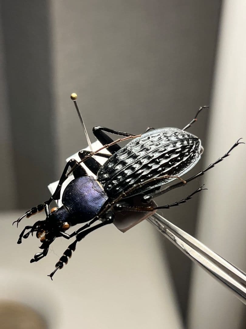 【38mm】アロウトゲオサムシ エリスカブリモドキ オサムシ標本 オサムシ