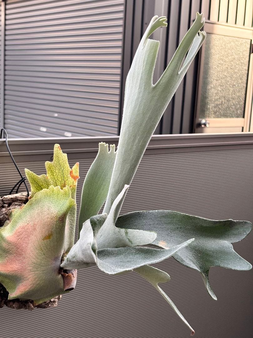 ビカクシダ P. Sailor Moon OC