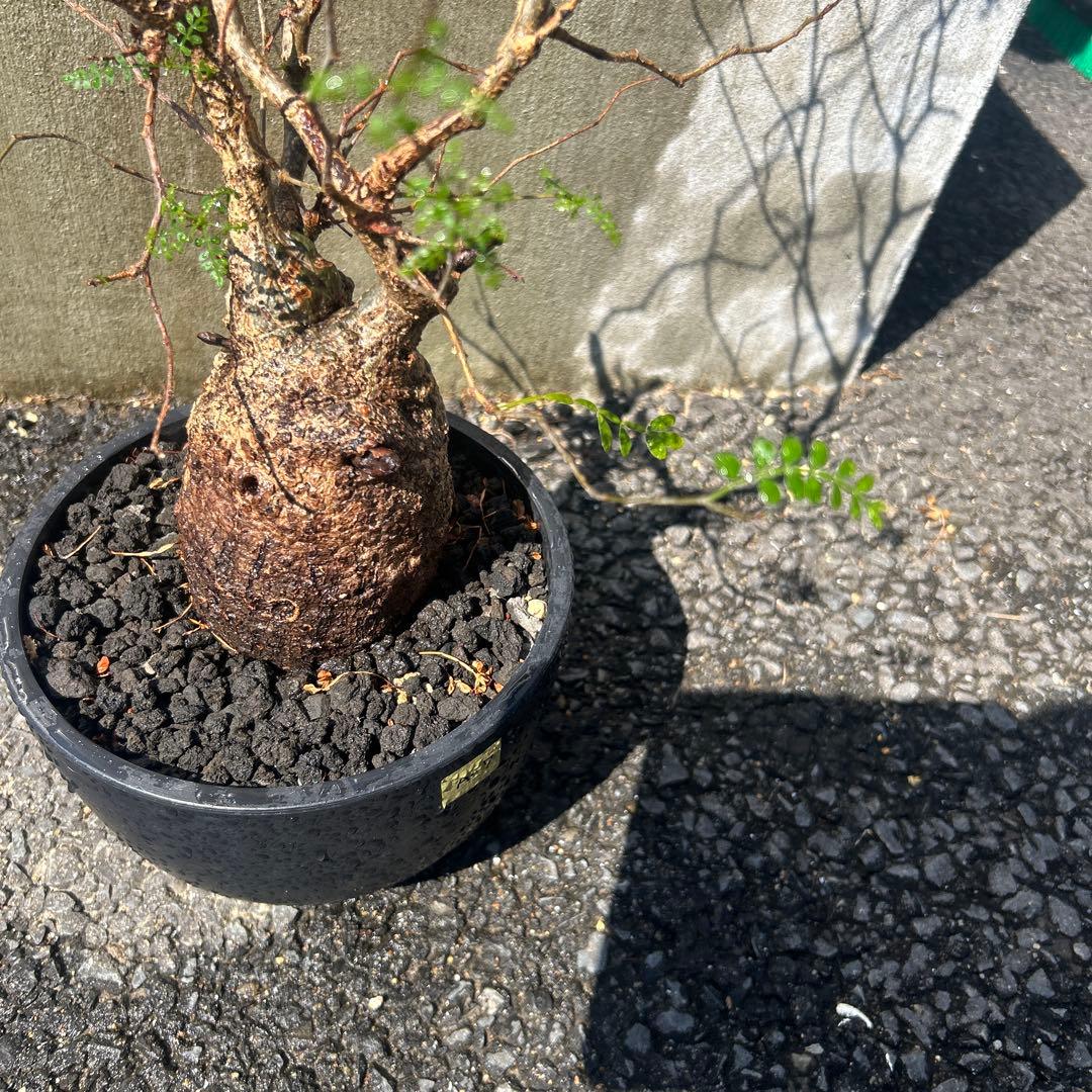 塊根植物 パキプス