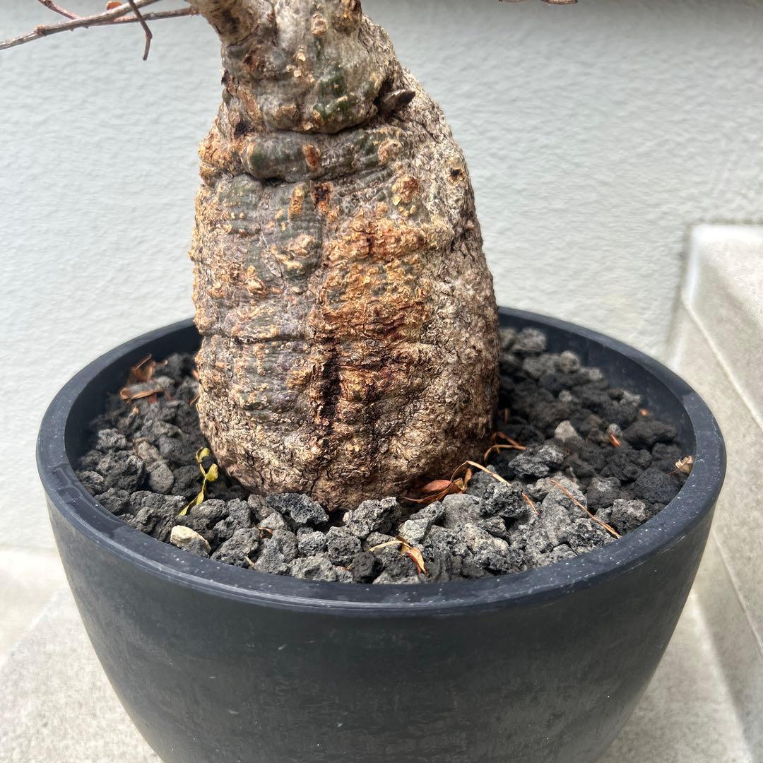 塊根植物 パキプス