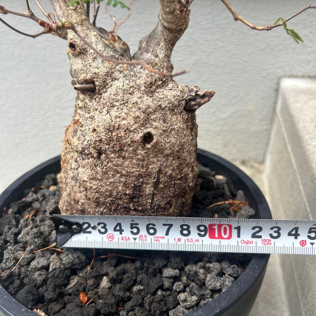 塊根植物 パキプス