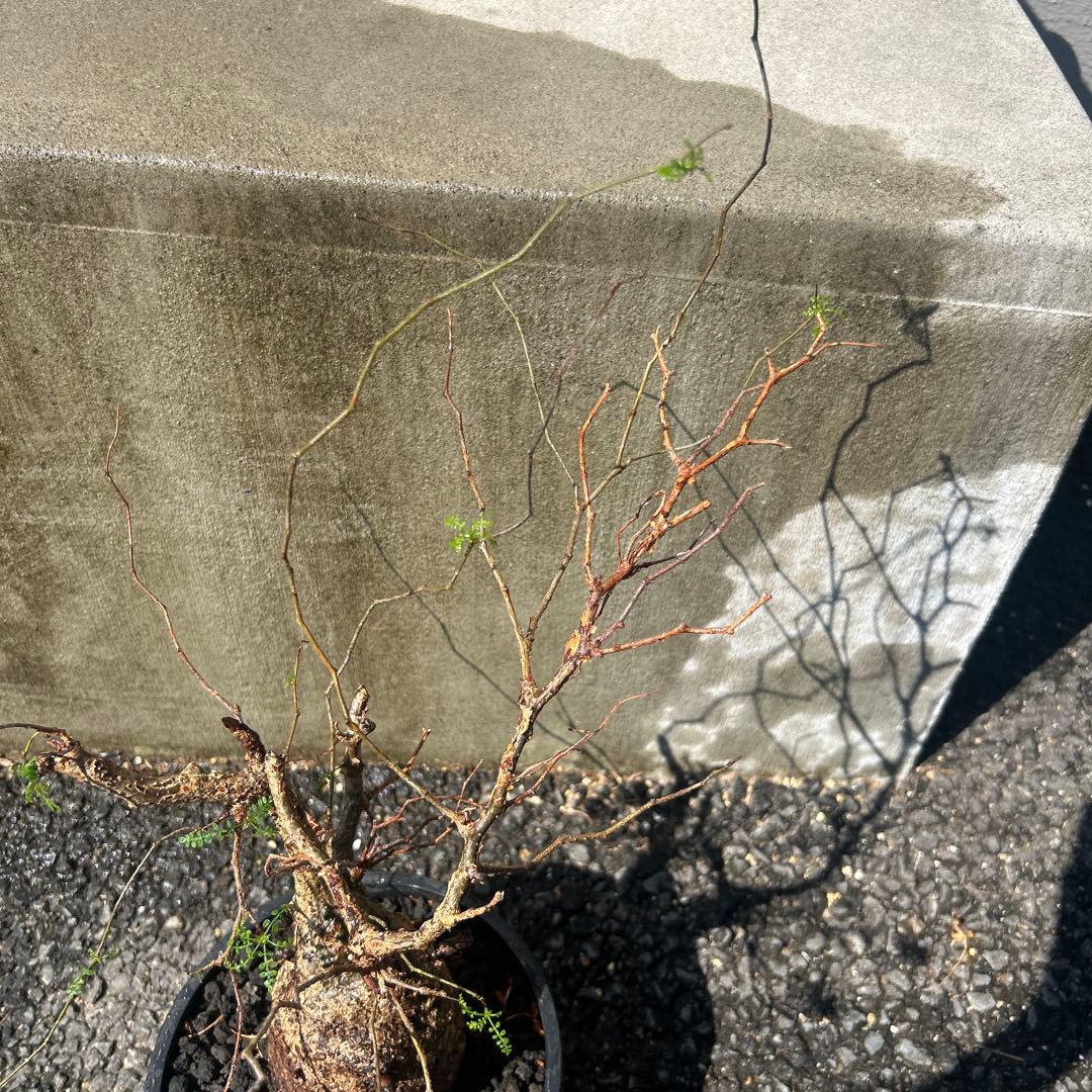 塊根植物 パキプス