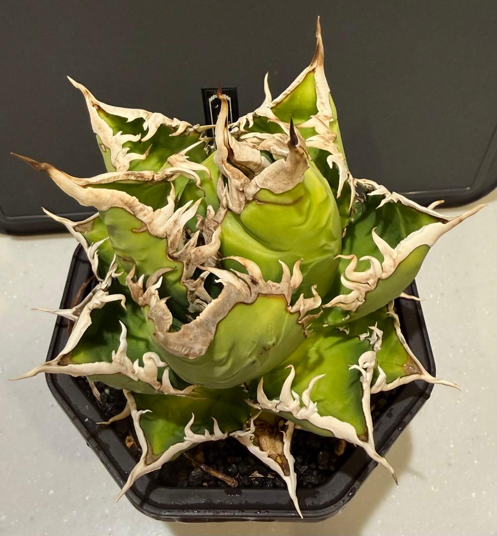 アガベ　海王　大株