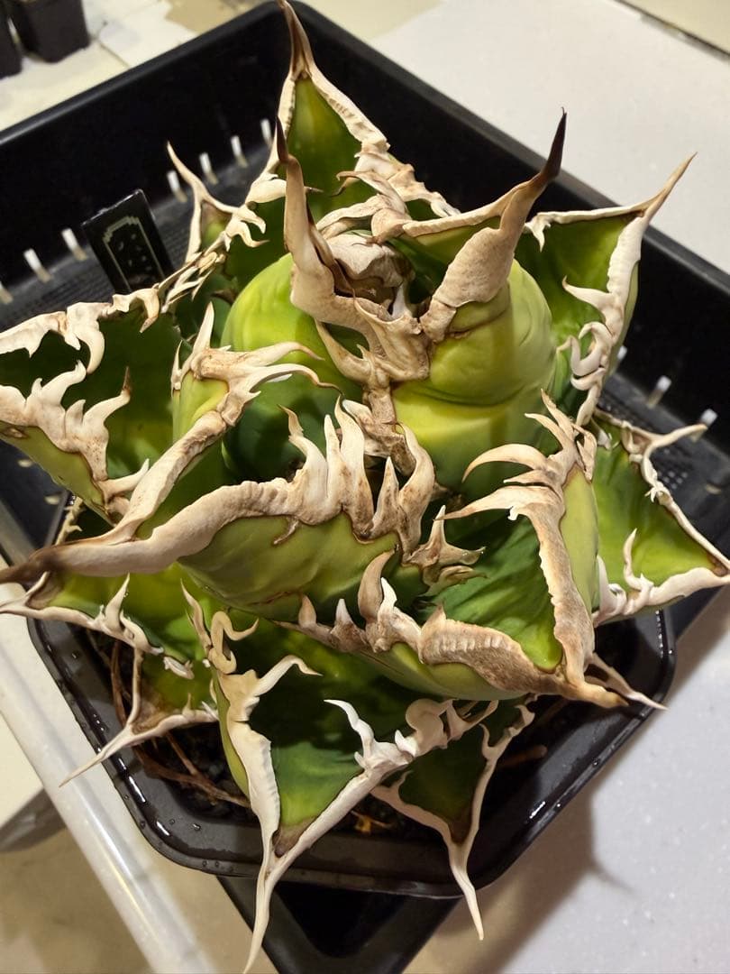 アガベ　海王　大株