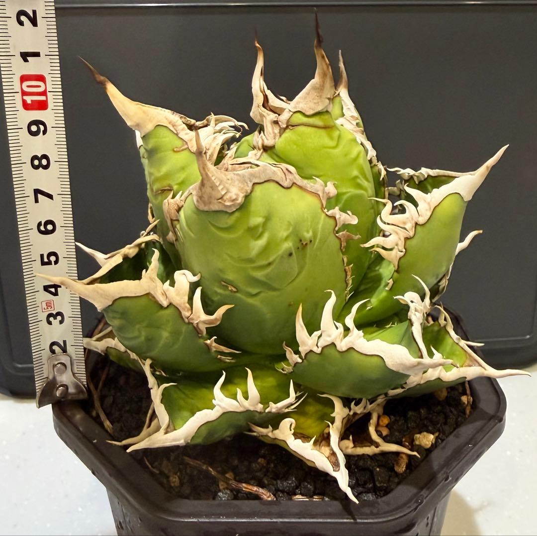 アガベ　海王　大株