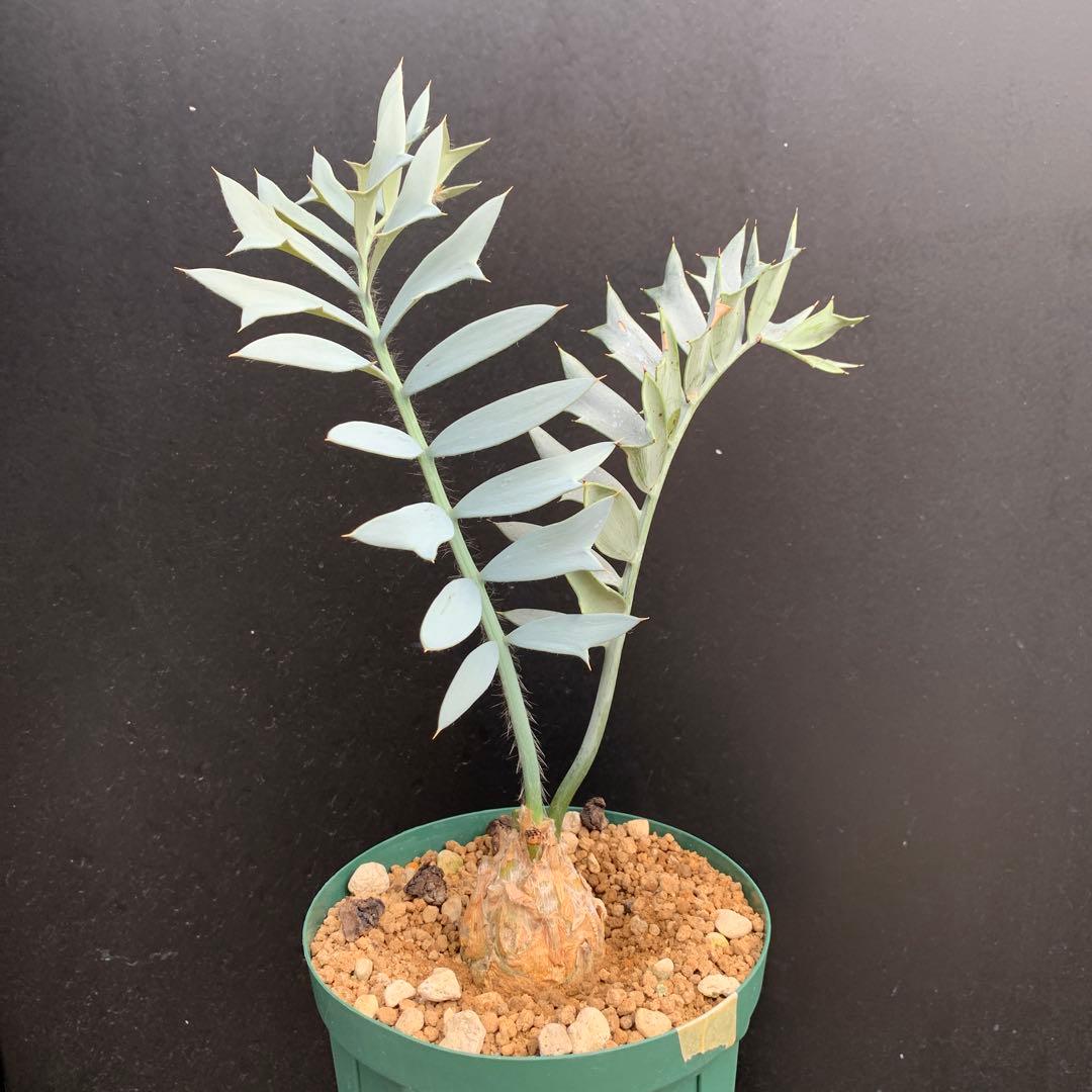 【南ア産・発根済】エンセファラルトス・ホリダス 強シルバーリーフ No3-52