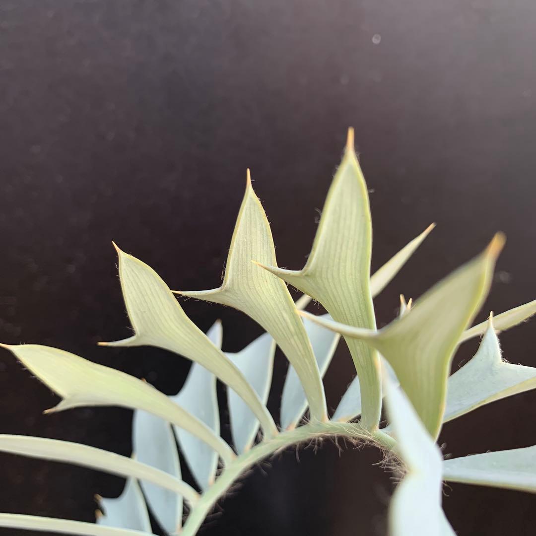 【南ア産・発根済】エンセファラルトス・ホリダス 強シルバーリーフ No3-52