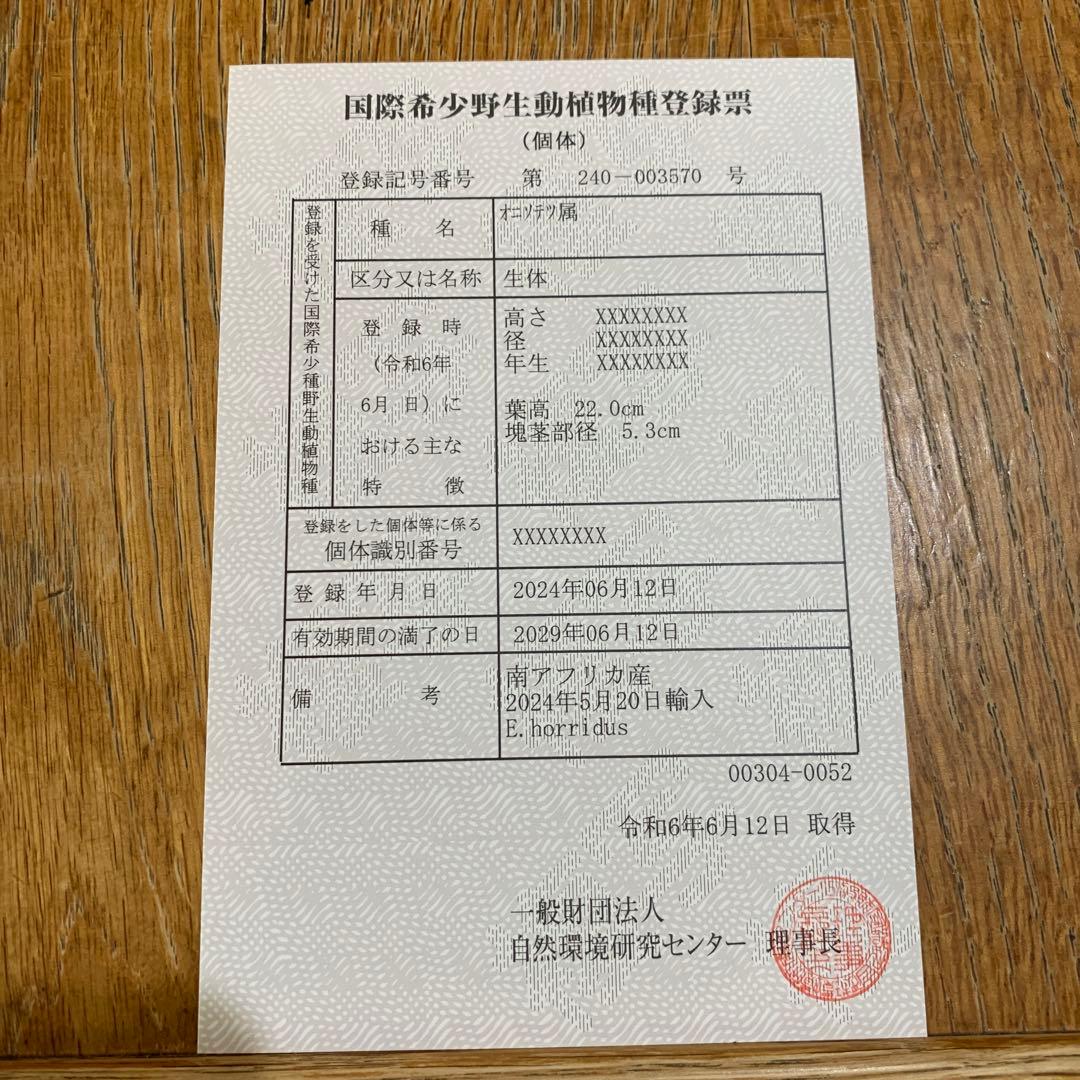 【南ア産・発根済】エンセファラルトス・ホリダス 強シルバーリーフ No3-52