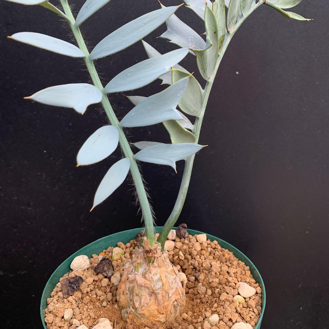 【南ア産・発根済】エンセファラルトス・ホリダス 強シルバーリーフ No3-52