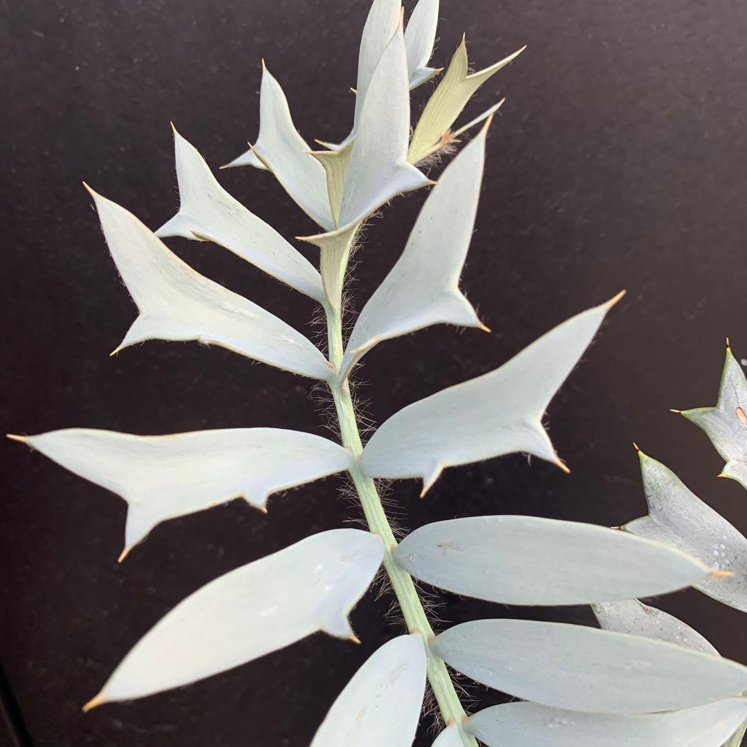 【南ア産・発根済】エンセファラルトス・ホリダス 強シルバーリーフ No3-52