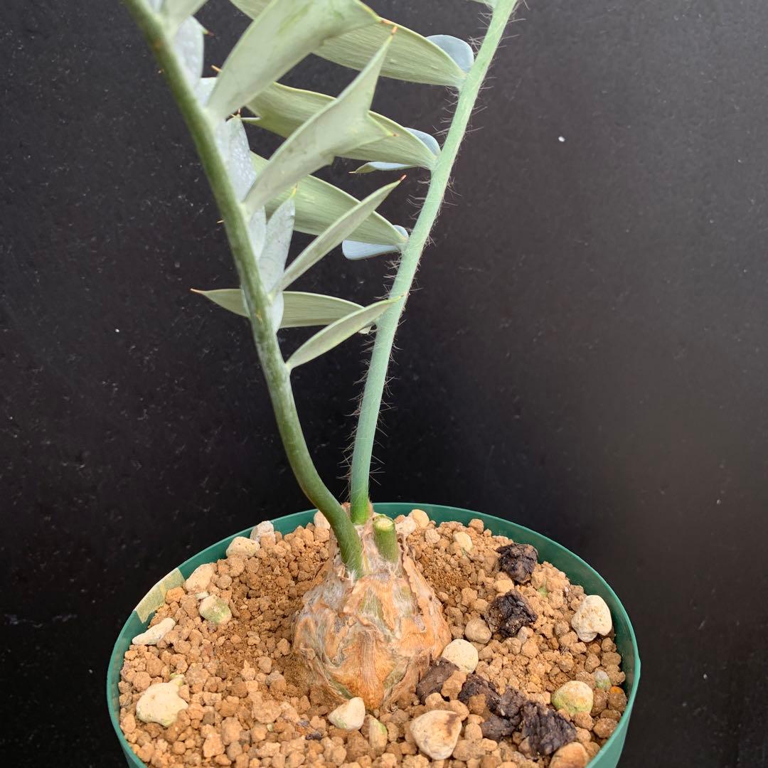 【南ア産・発根済】エンセファラルトス・ホリダス 強シルバーリーフ No3-52