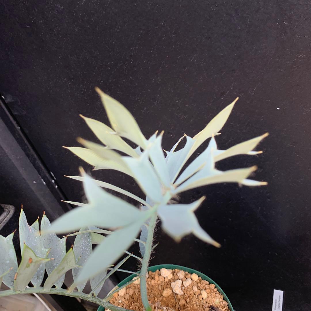 【南ア産・発根済】エンセファラルトス・ホリダス 強シルバーリーフ No3-52