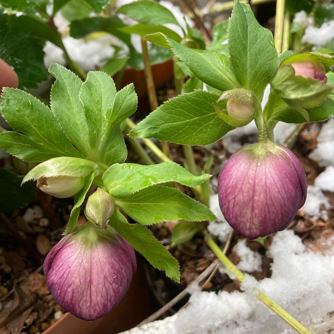 クリスマスローズ　紫　超多弁