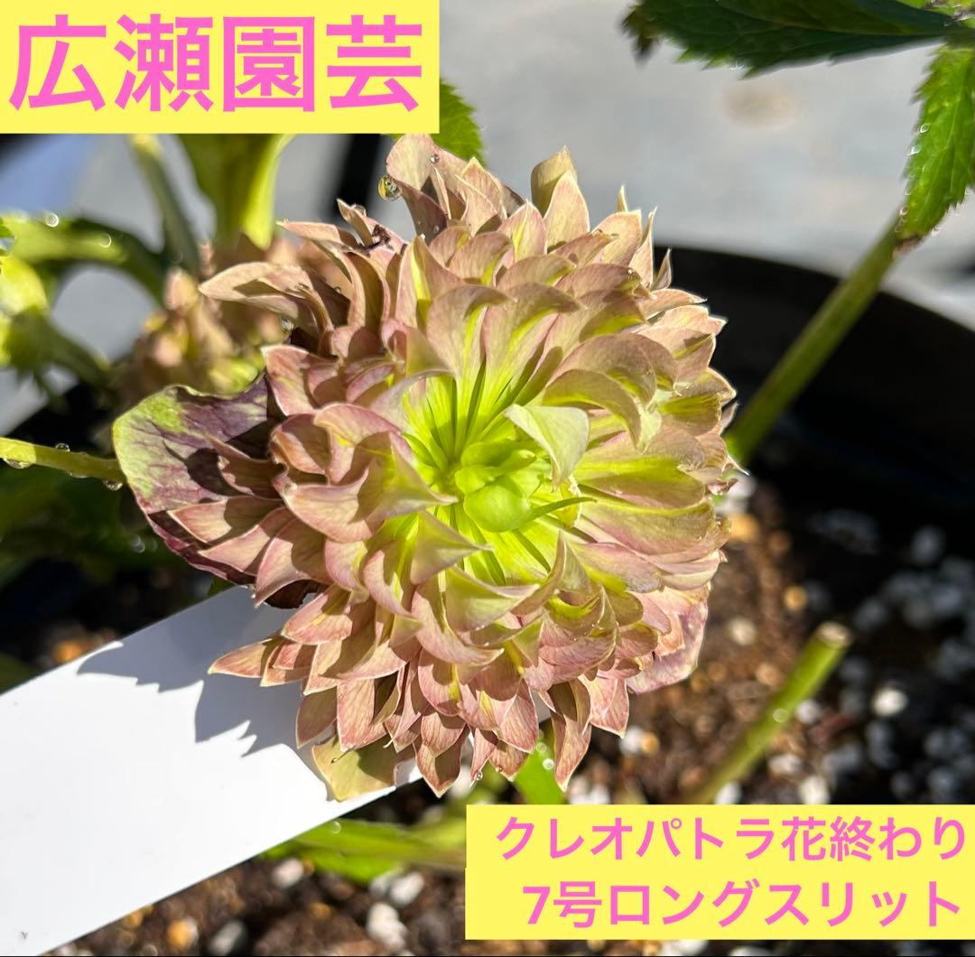 クリスマスローズ【広瀬園芸】クレオパトラ花終わり