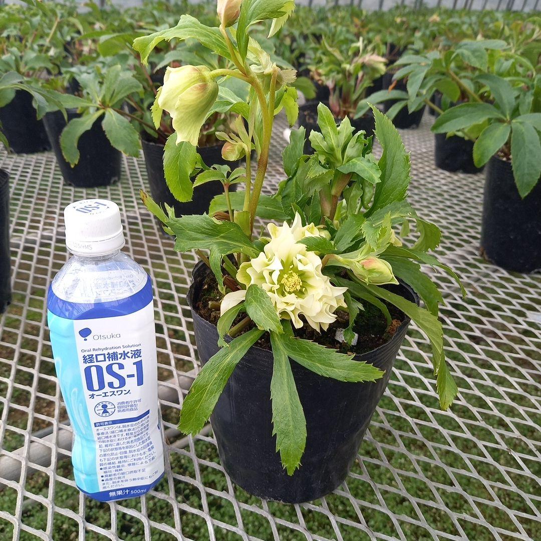 専用、個性的でワイルド♪クリスマスローズ、苗、開花株