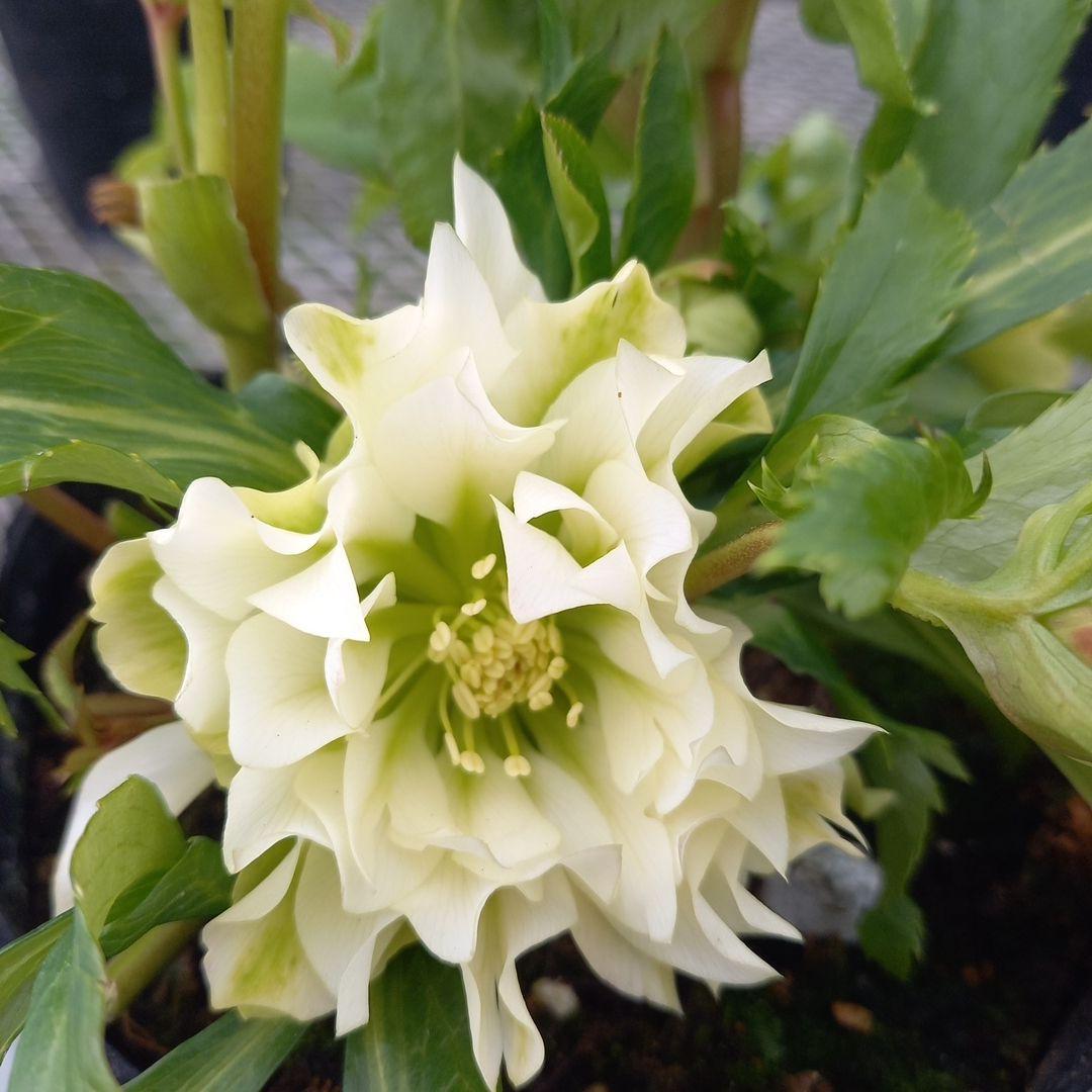 専用、個性的でワイルド♪クリスマスローズ、苗、開花株