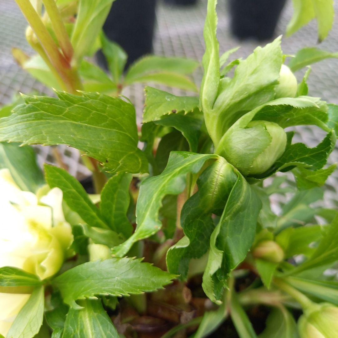 専用、個性的でワイルド♪クリスマスローズ、苗、開花株