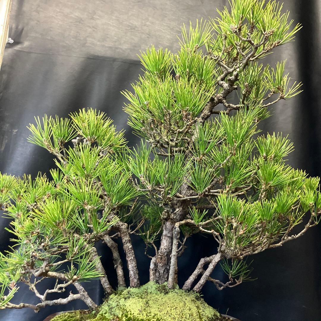 黒松寄せ植え 盆栽