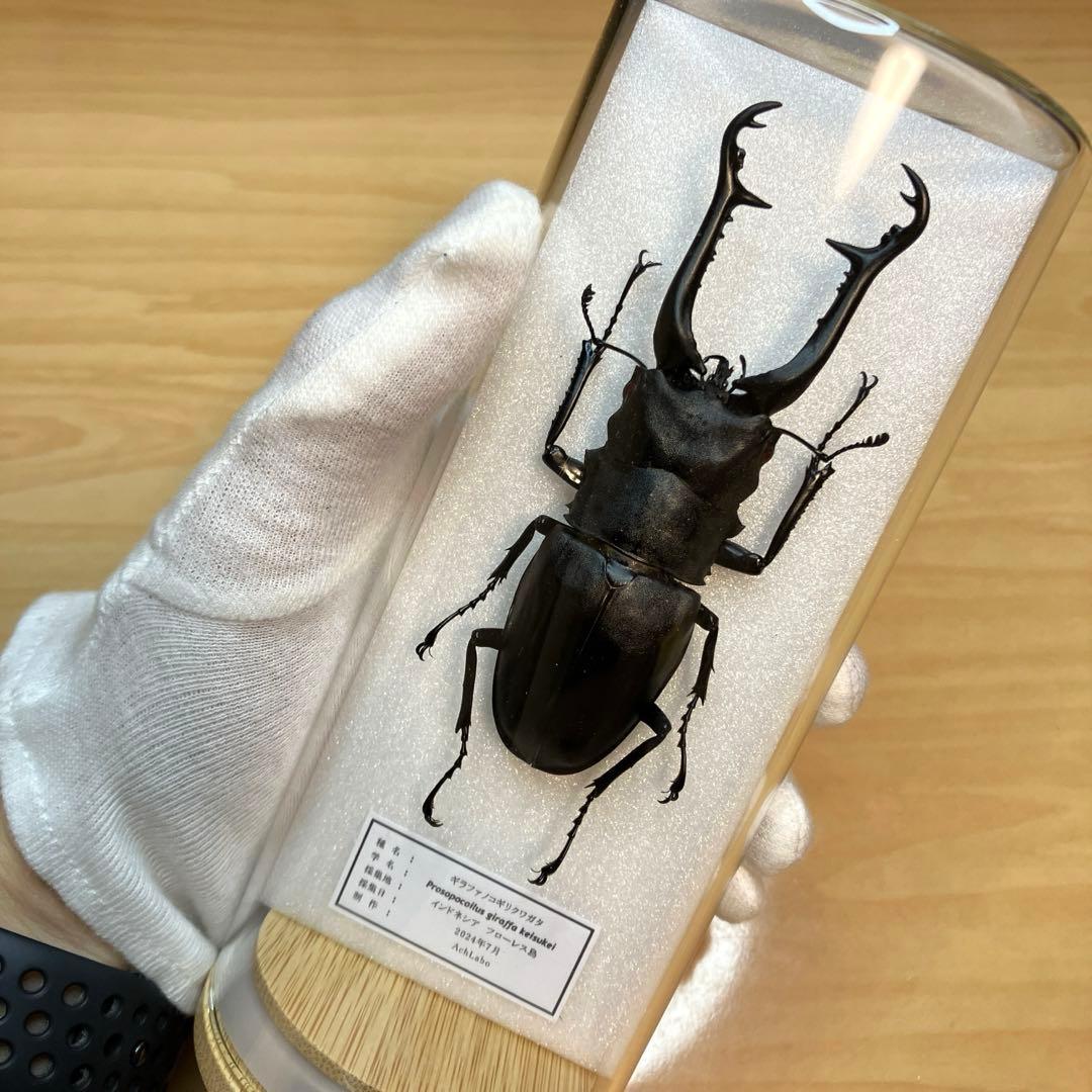 【昆虫標本】ギラファノコギリクワガタ　ガラスケース入り