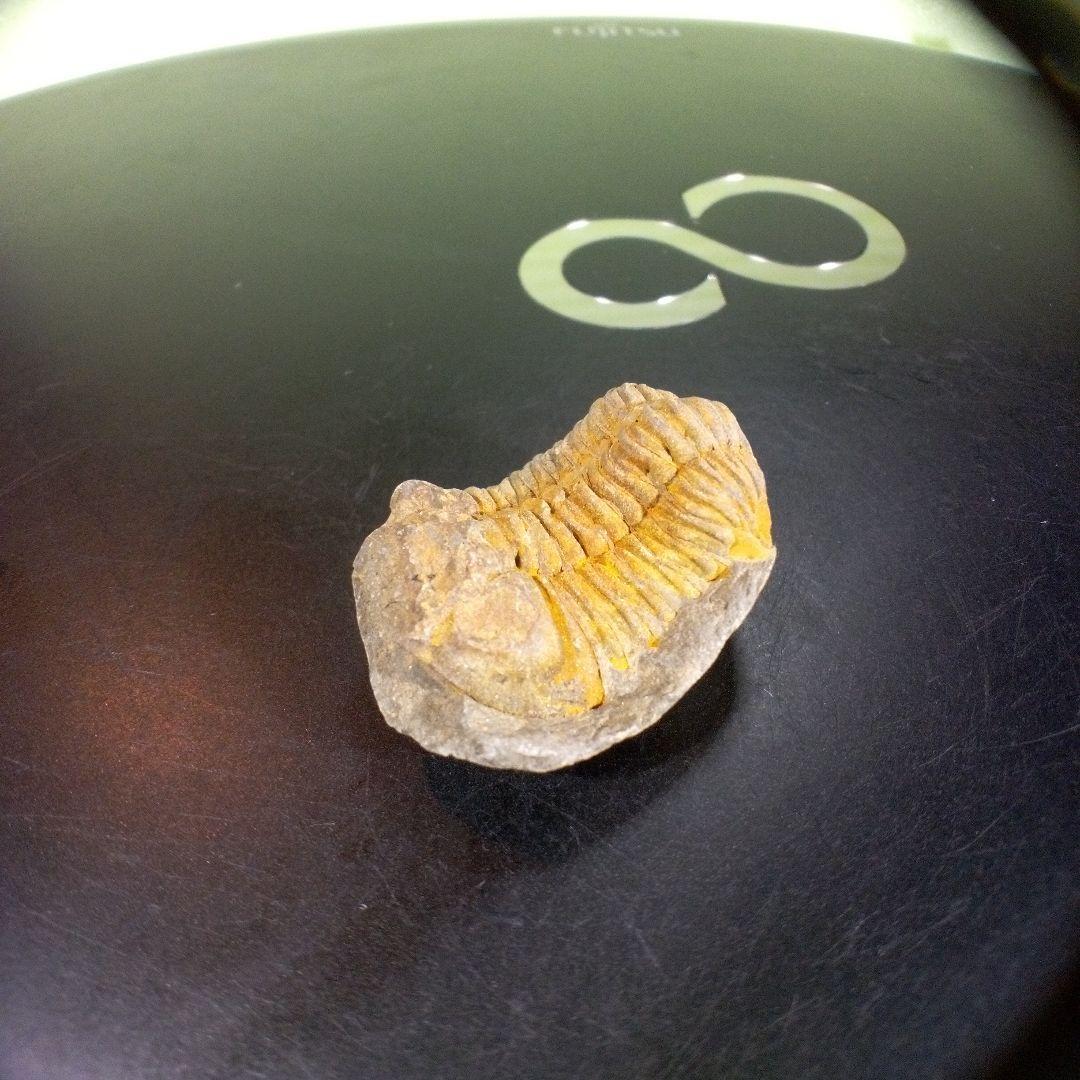 三葉虫　化石　fossil　海　ボリビア産　trilobite　海生動物種別④