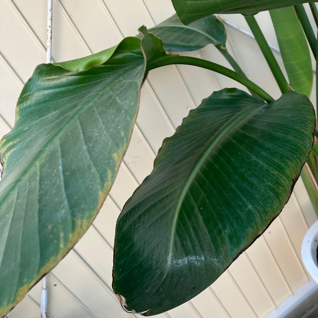 ストレチア　オーガスタ　3本植え　鉢皿付き