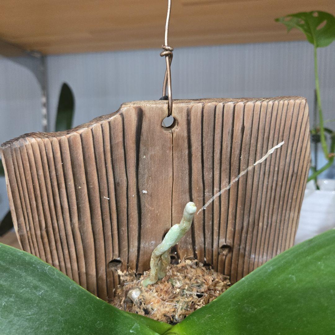 洋ラン、胡蝶蘭板付け