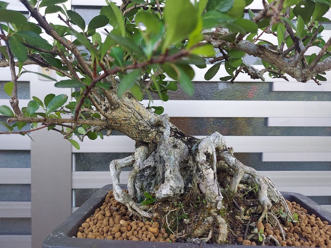 ハリツルマサキ　盆栽