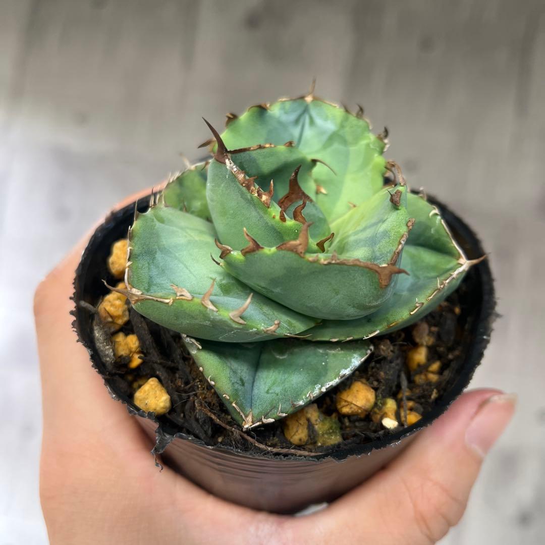 アガベジャガーノート錦斑入り抜き苗発送