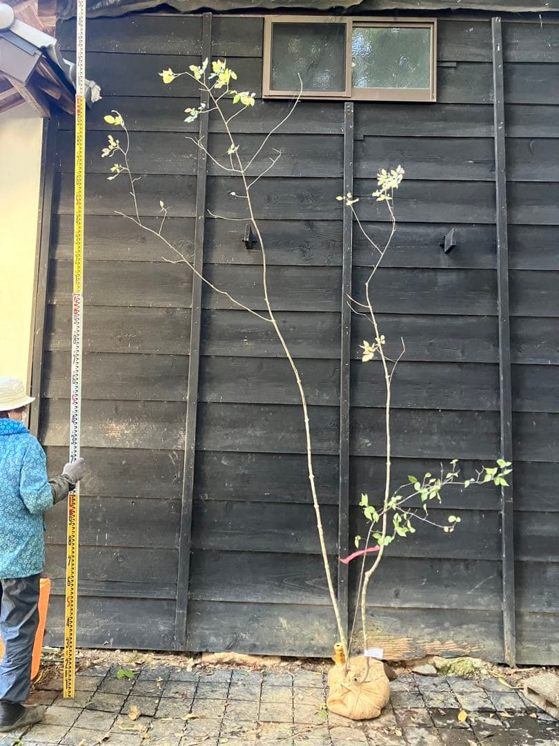 503 山採り　アオダモ　コバノガマズミ　混合株