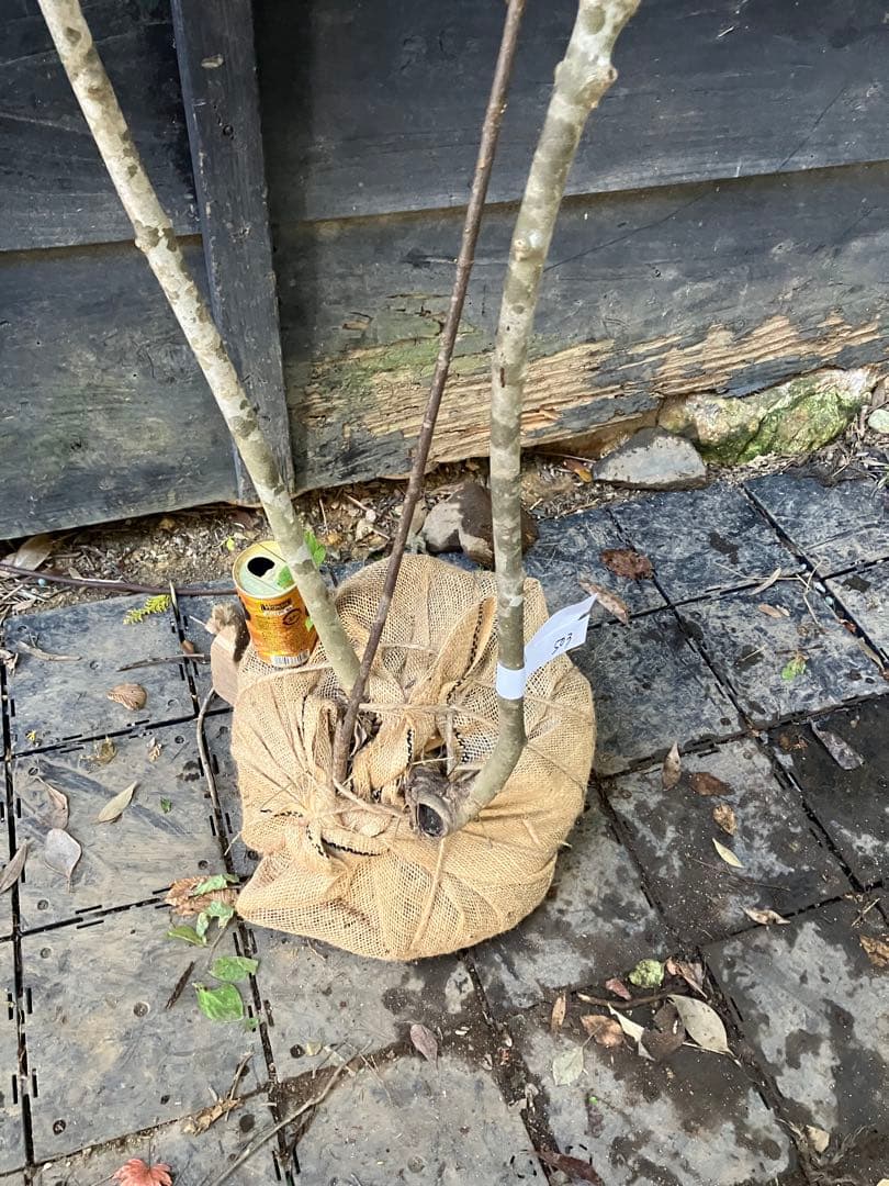 503 山採り　アオダモ　コバノガマズミ　混合株