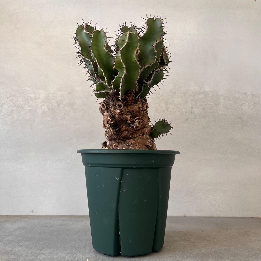 ユーフォルビア　ムランジーナ　現地球　Euphorbia mlanjeana